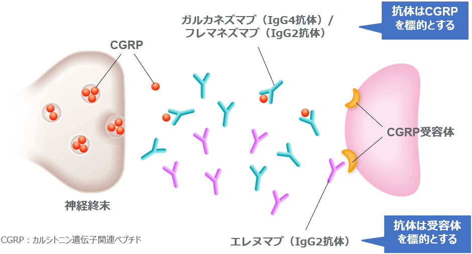 CGRP関連薬剤の作用機序