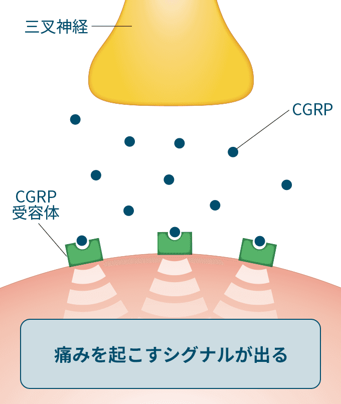 フレマネズマブ（アジョビ）の作用機序