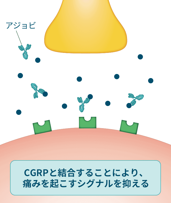 フレマネズマブ（アジョビ）の作用機序